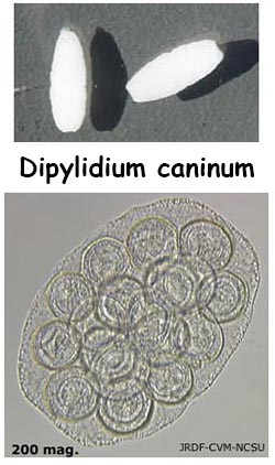 Dipylidium proglottid