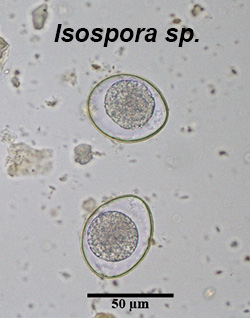 Cystoisospora sp. oocyst