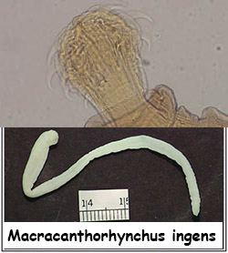 macracanthorhynchus