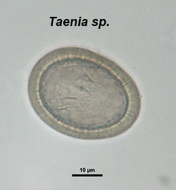 Taenia sp. egg
