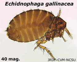 Echidnophaga gallinacea