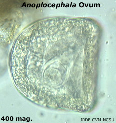 Anoplocephala sp. ova
