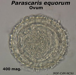 Parascaris sp. ova