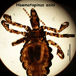 Haematopinus asini