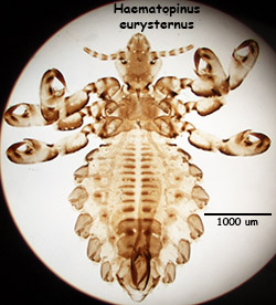 Haematopinus eurystemus
