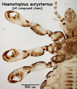 Haematopinus eurystemus claws