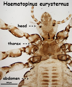 Haematopinus eurystemus head & thorax
