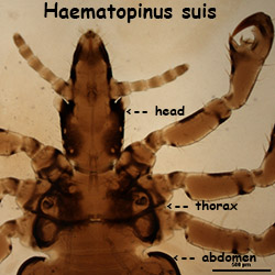Haematopinus suis head & thorax
