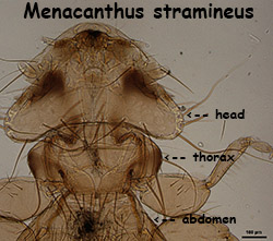 Menacanthus stramineus head & thorax