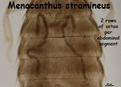 Menacanthus stramineus abdominal setae