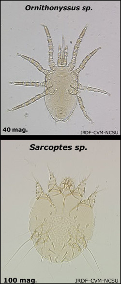 comparison of mite body types