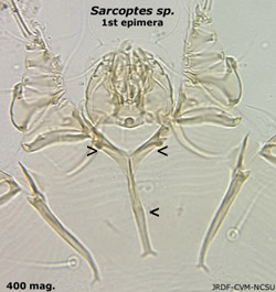 Sarcoptes epimerae