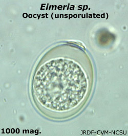 Eimeria sp. oocyst