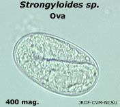 Strongyloides sp. ova