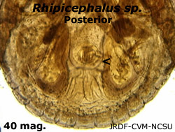 Rhipicephalus posterior