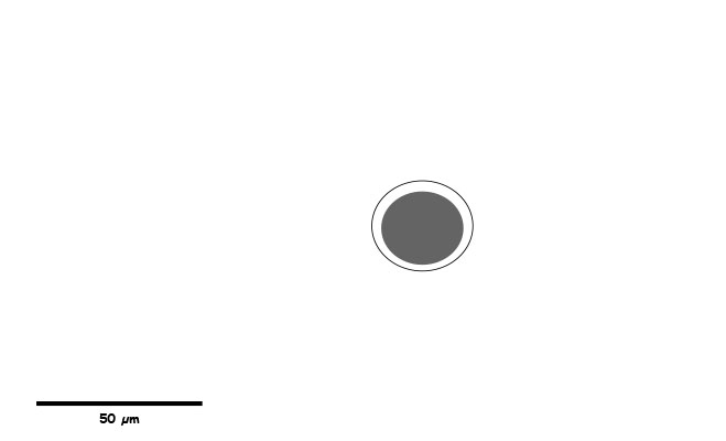 Smaller coccidian oocyst.