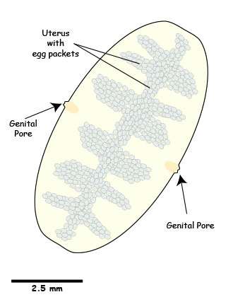 Dipylidium proglottid