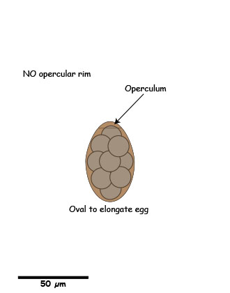 Spirometra egg