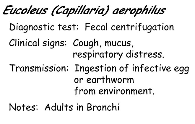 Capillaria aerophilus information