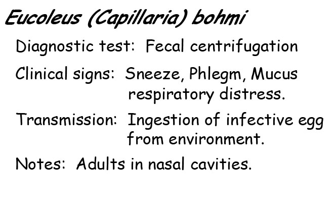 Capillaria information