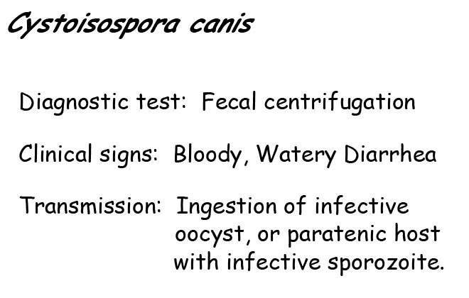 Isospora canis information
