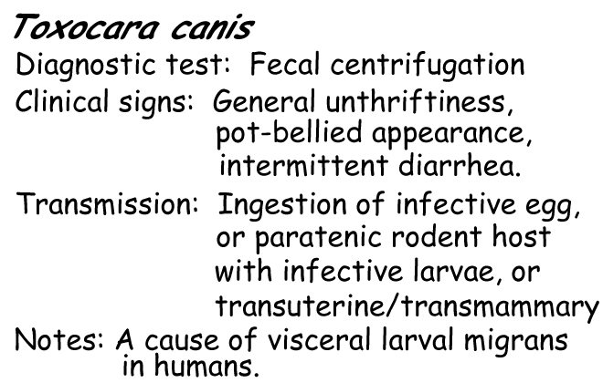 Toxocara information