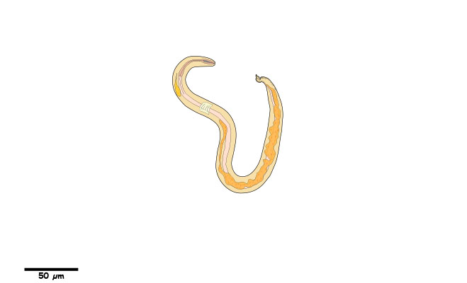 Nematode Larvae, with a short kinked tail, found in the feces.