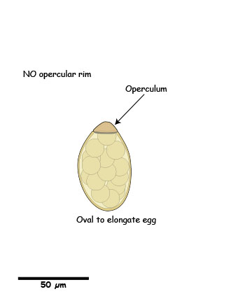 Spirometra egg