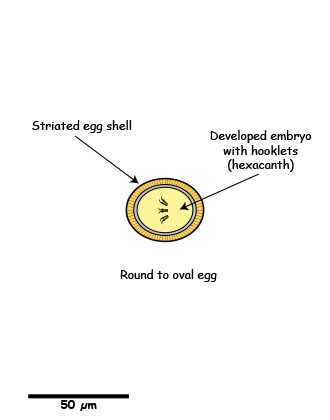 Taenia egg