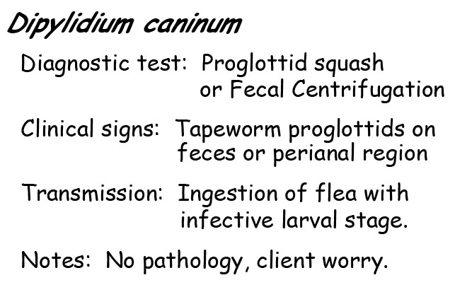 Dipylidium proglottid information