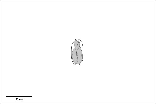Ellipsoidal, thin-shelled egg.  Embryonated to Larvated stage.