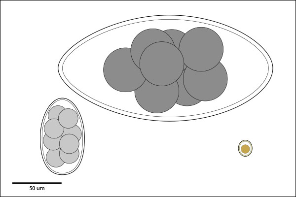 Sub-spherical, oval or Ellipsoidal egg or oocyst.  Embryo: single-celled or morulated.