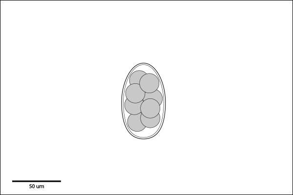 Medium Egg: 70 to 100 um long. Morulated embryo fills much of shell.