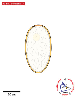 fasciola egg