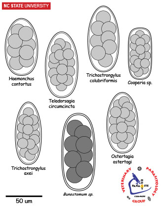 strongyle egg