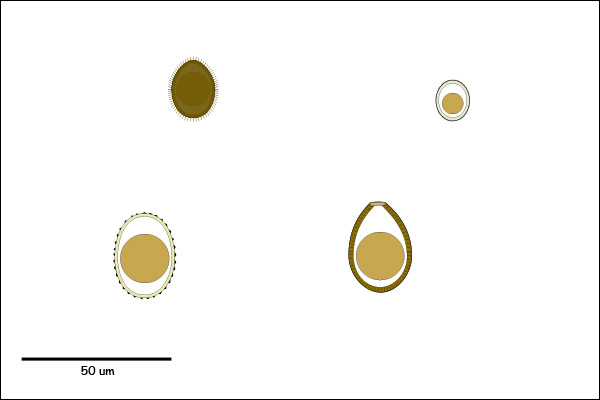 Oocyst (<40um) with rough, striated, or spiny shell; single-celled embryo.