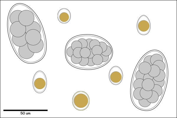 Egg / oocyst morulated or single-cell embryo.
