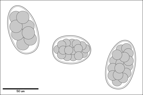 Egg (>50um) with morulated embryo.
