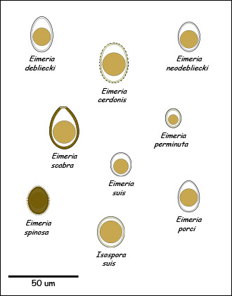 Eimeria Oocyst