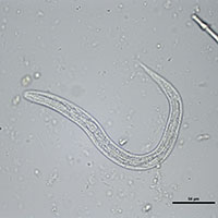 NCSU Veterinary Parasitology